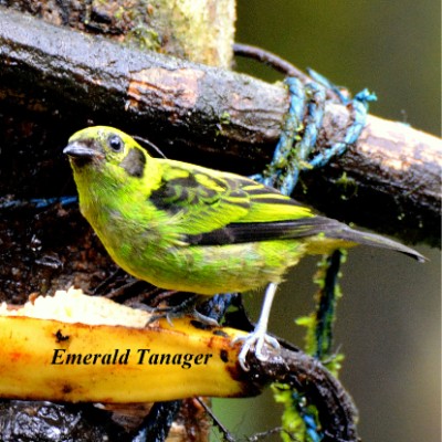 Emerald Tanager